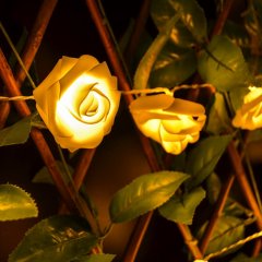 Svítící růže