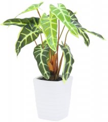 Caladium plant, bílo-zelená, 35 cm