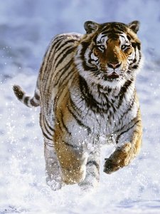 Tygr na sněhu 500 dílků