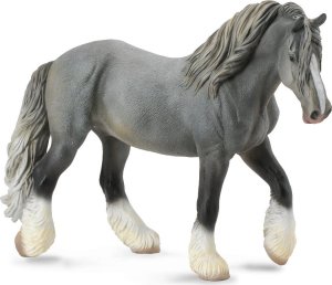 Shirský kůň - šedá klisna