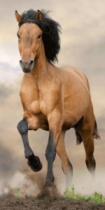 Osuška Horse brown 70x140 cm - bavlna