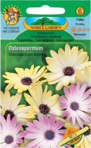 Osteospermum, směs
