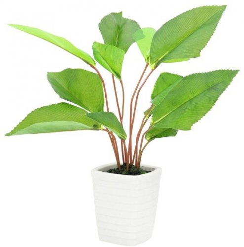 Vějířovitá rostlina, 45 cm